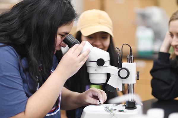 Students viewing items through microscope